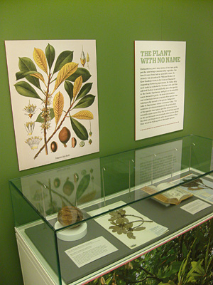 sapotaceae exhibition